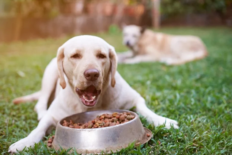 when-is-the-best-time-of-day-to-feed-your-dog-927779_1200x